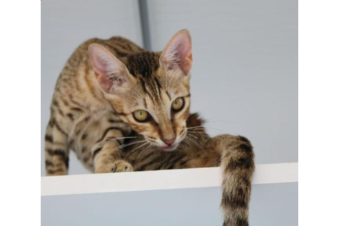 成約済の茨城県のサバンナキャット-31732